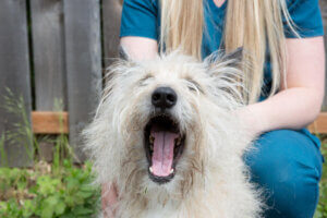 Veterinary Dental Services - Loving Care Pet Hospital