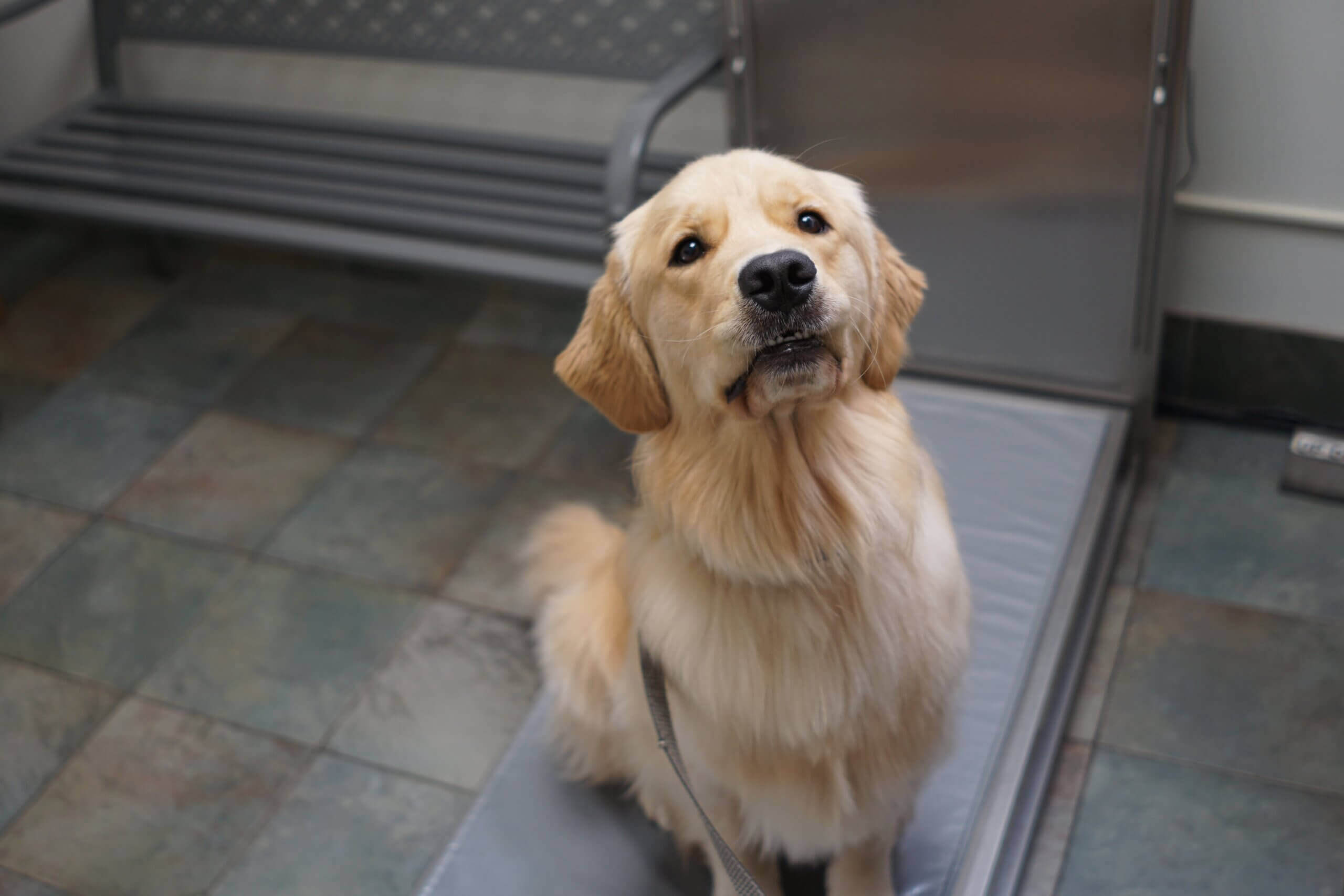 Picture of Understanding and Treating Anxiety in Dogs - Loving Care Pet Hospital